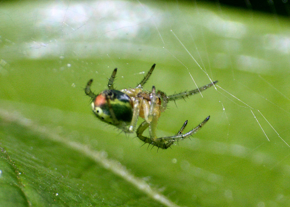 Araniella sp. - Lesmo (MB)